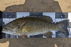 スモールマウスバスの釣果