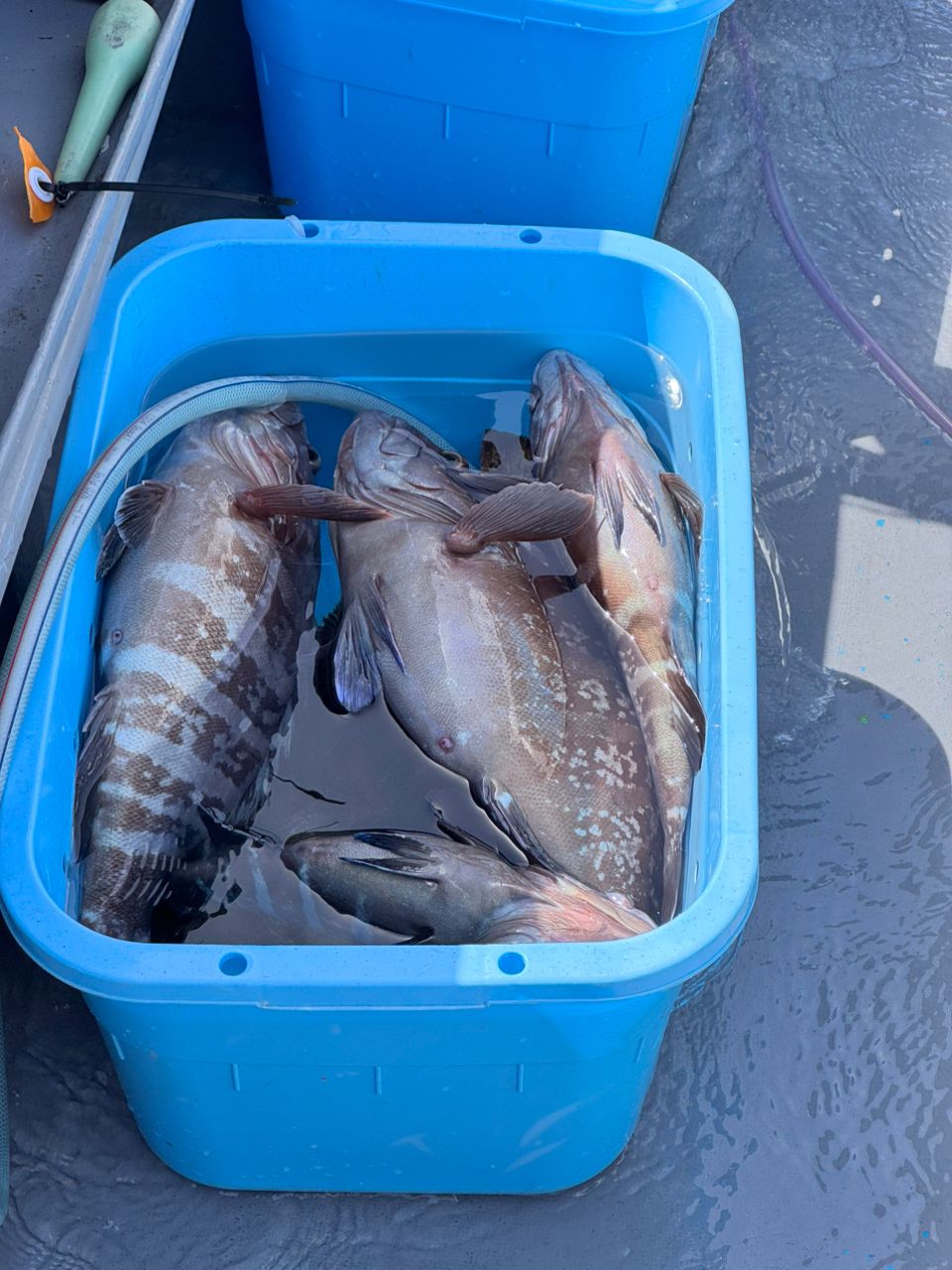 TATSUYA@SHINSHOUMARUさんの釣果 2枚目の画像