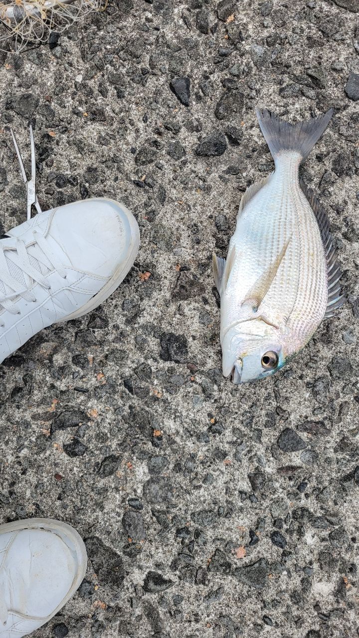 ヘダイ