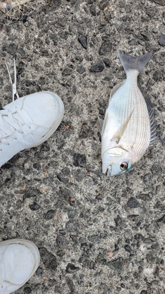 ヘダイの釣果