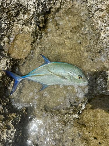 カスミアジの釣果