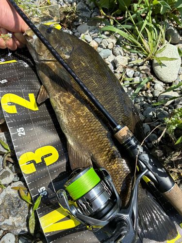 スモールマウスバスの釣果