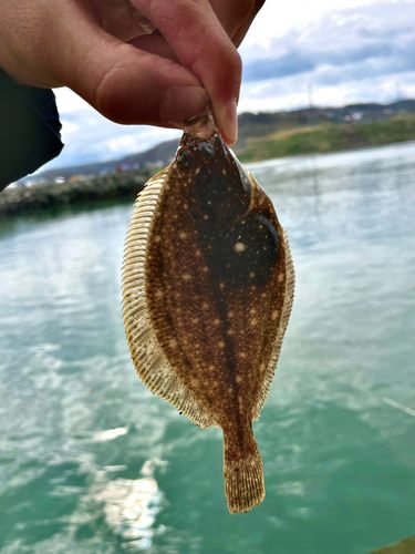 カレイの釣果