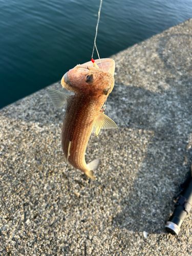 トカゲエソの釣果