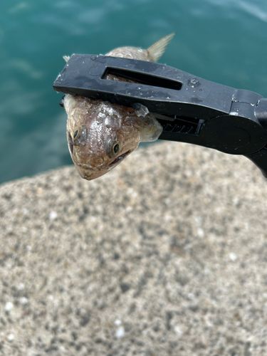 マエソの釣果