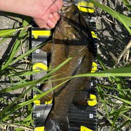 スモールマウスバス