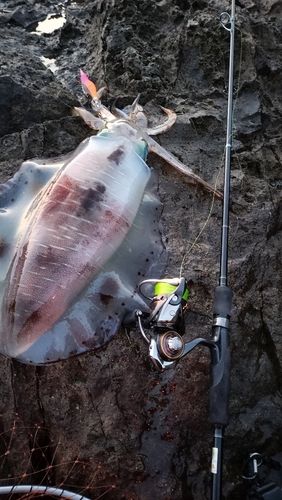 アオリイカの釣果