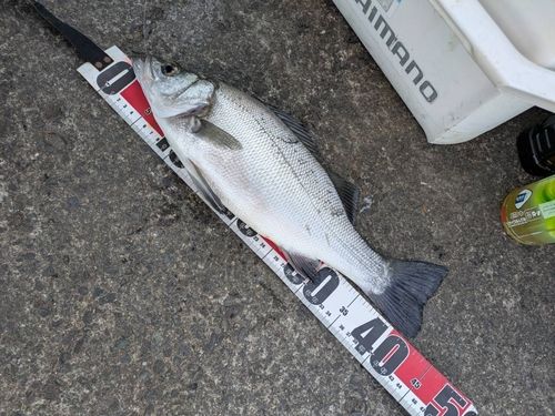 セイゴ（ヒラスズキ）