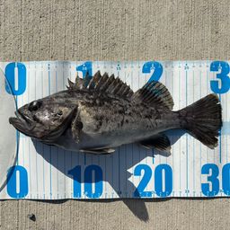 クロソイ