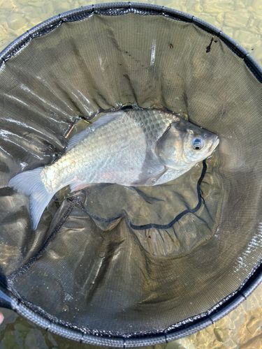 ヘラブナの釣果
