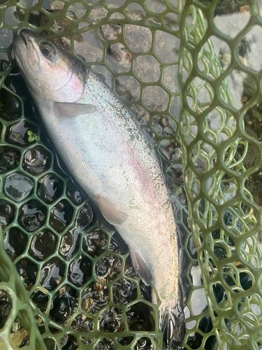 ニジマスの釣果