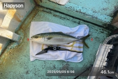 ハマチの釣果