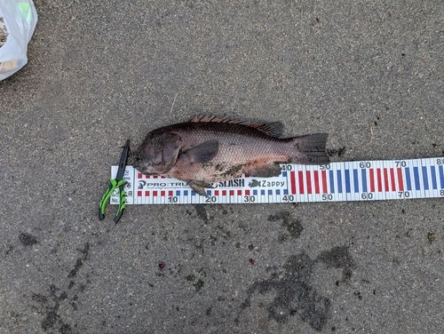 コブダイの釣果