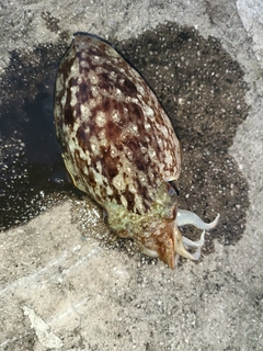 コウイカの釣果