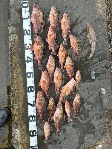 アラカブの釣果