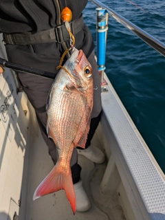 マダイの釣果