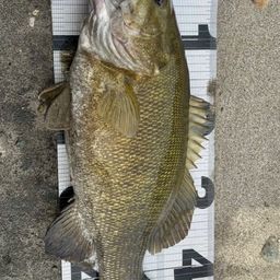 スモールマウスバス