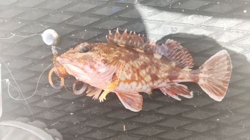 カサゴの釣果