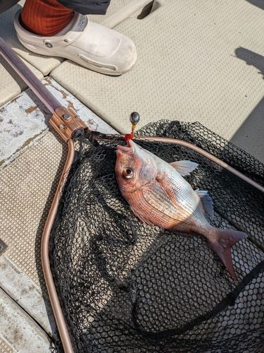 マダイの釣果