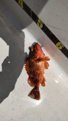 ウッカリカサゴの釣果