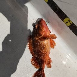 ウッカリカサゴ