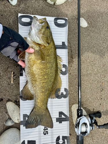 スモールマウスバスの釣果