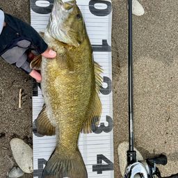 スモールマウスバス