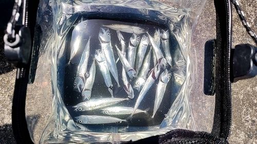 ゴマサバの釣果