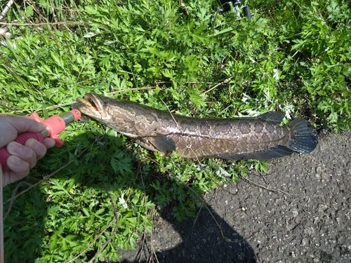 ライギョの釣果