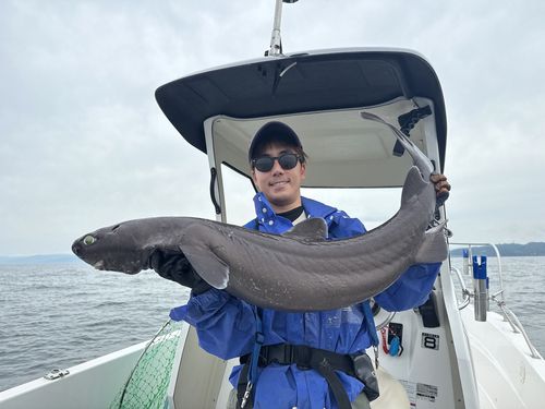 ヨロイザメの釣果