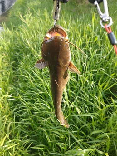 ナマズの釣果