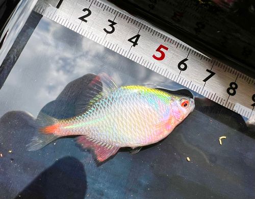 タイリクバラタナゴの釣果