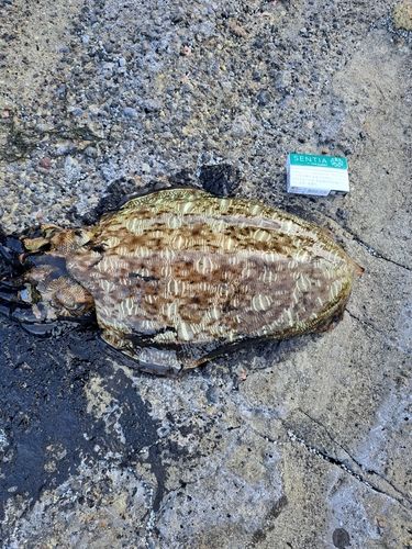 モンゴウイカの釣果