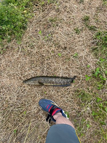 ライギョの釣果