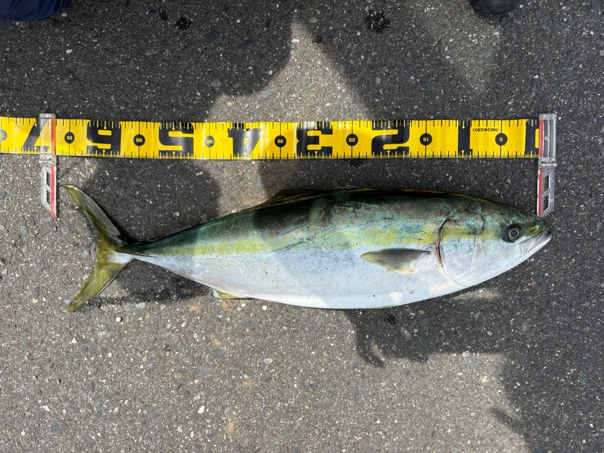 A.makoさんの釣果 1枚目の画像