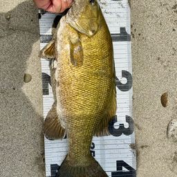 スモールマウスバス