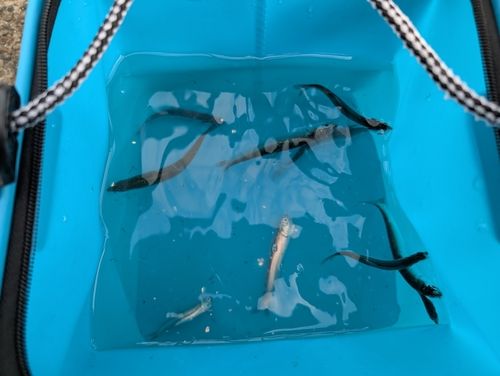 イワシの釣果