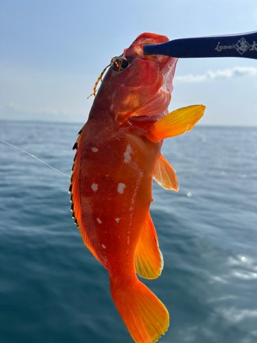 アカハタの釣果