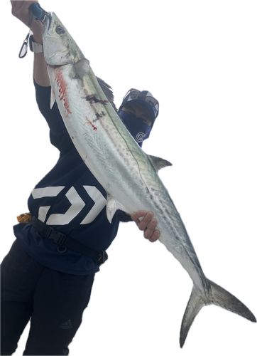 サワラの釣果