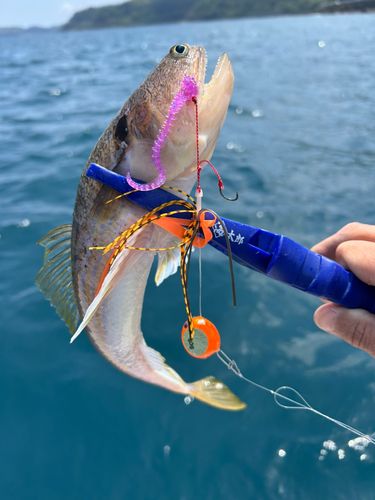 エソの釣果