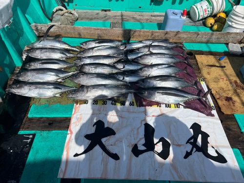 ビンチョウマグロの釣果