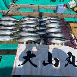 ビンチョウマグロ