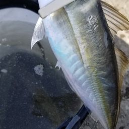 アジ