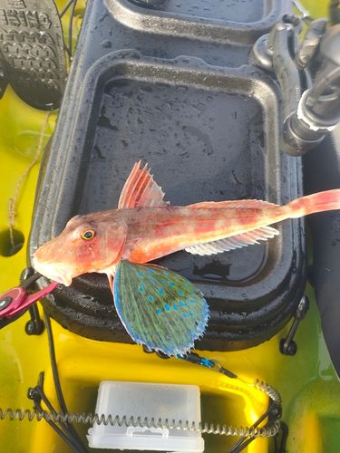 ホウボウの釣果