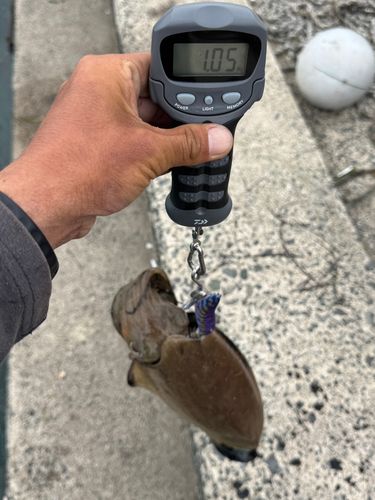 コウイカの釣果