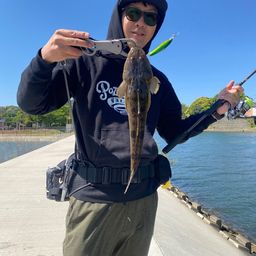 マゴチ