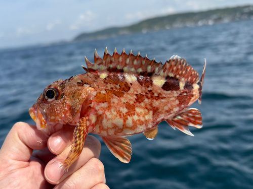 カサゴの釣果