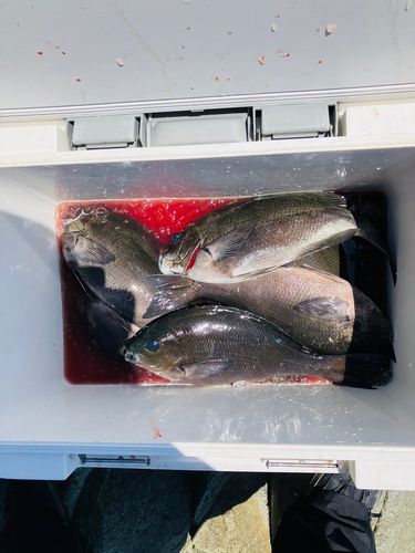 メジナの釣果
