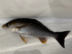 イサキの釣果