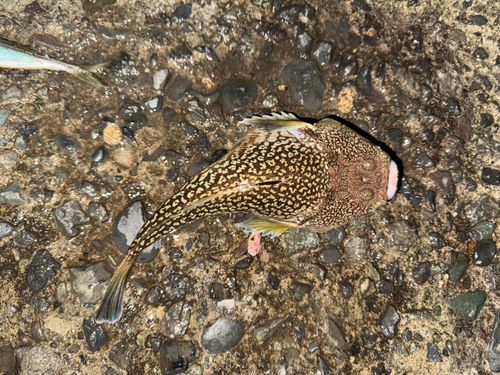 ミシマオコゼの釣果